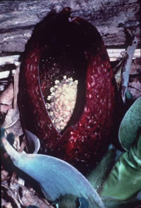 Eastern skunk cabbage growing along a streambank showing its exposed roots.